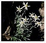Leontopodium alpinum * Edelweiss - Ordessa Pyrenees- July 1986 * 4071 x 3791 * (3.84MB)